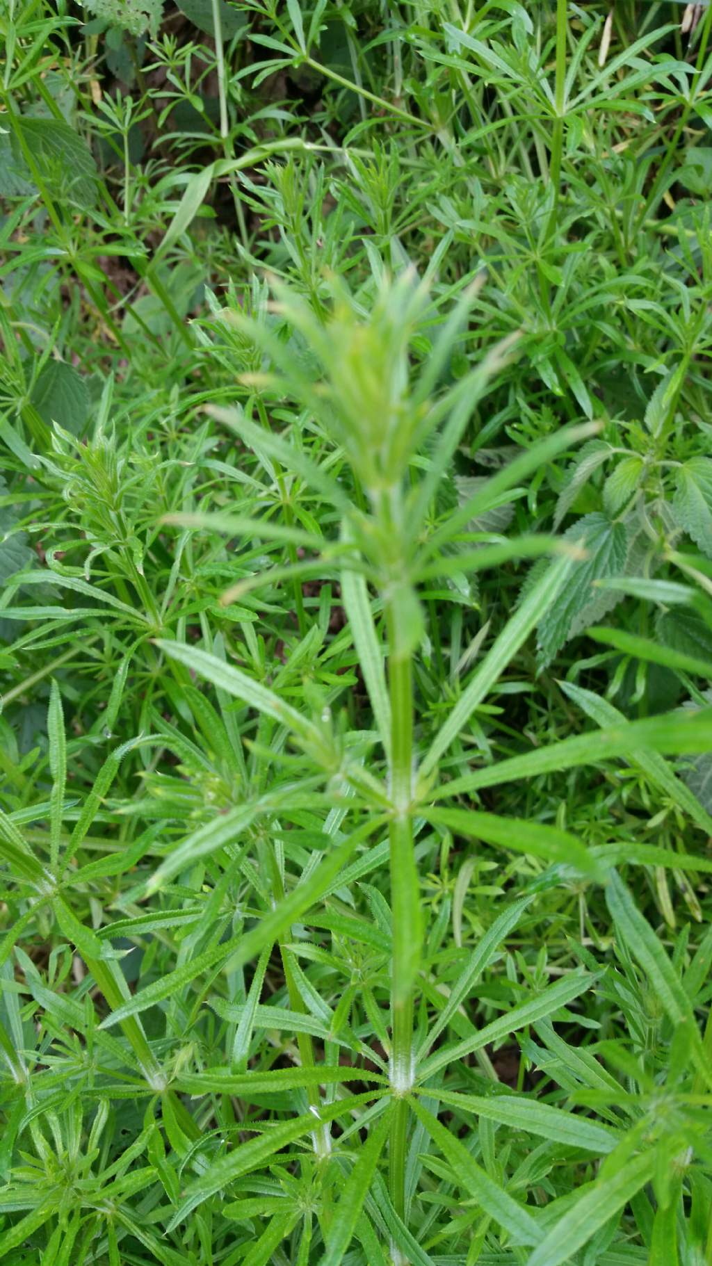 Galium cfr. aparine (Rubiaceae)